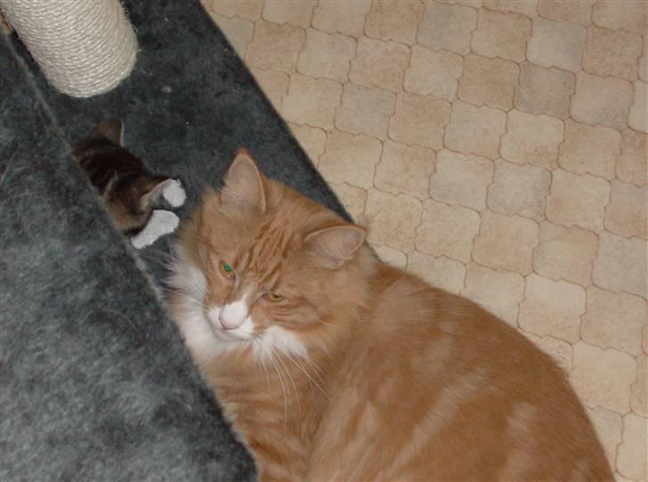 Norsk Skovkat Felix billede 3