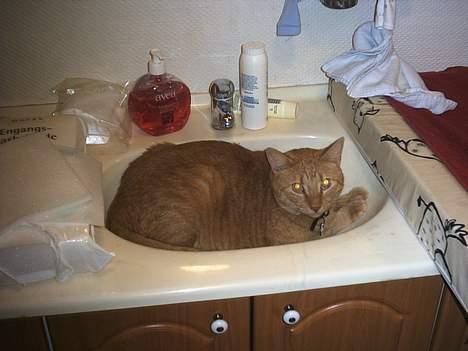 Blanding af racer Bamse (R.I.P) billede 14