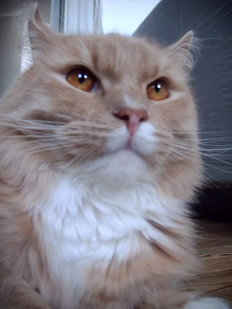 Maine Coon Totte - poserer for fotografen billede 19