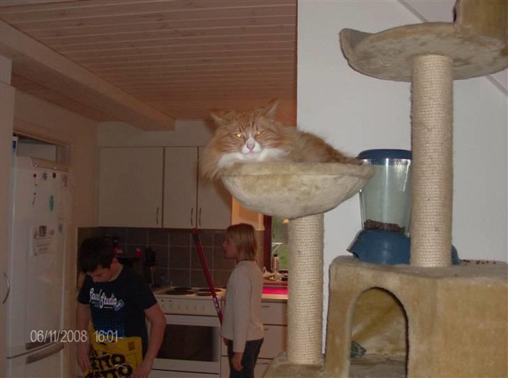 Norsk Skovkat Felix billede 4