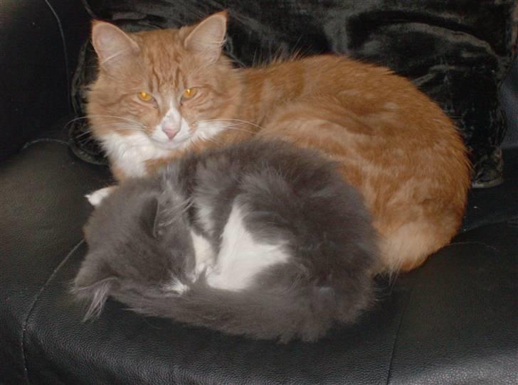 Norsk Skovkat Felix billede 5