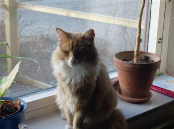 Norsk Skovkat Felix billede 6