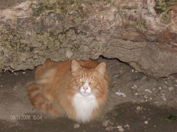 Norsk Skovkat Felix billede 7