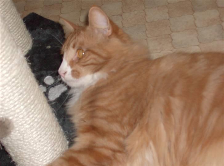 Norsk Skovkat Felix billede 8