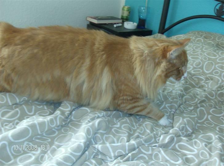 Norsk Skovkat Felix billede 9