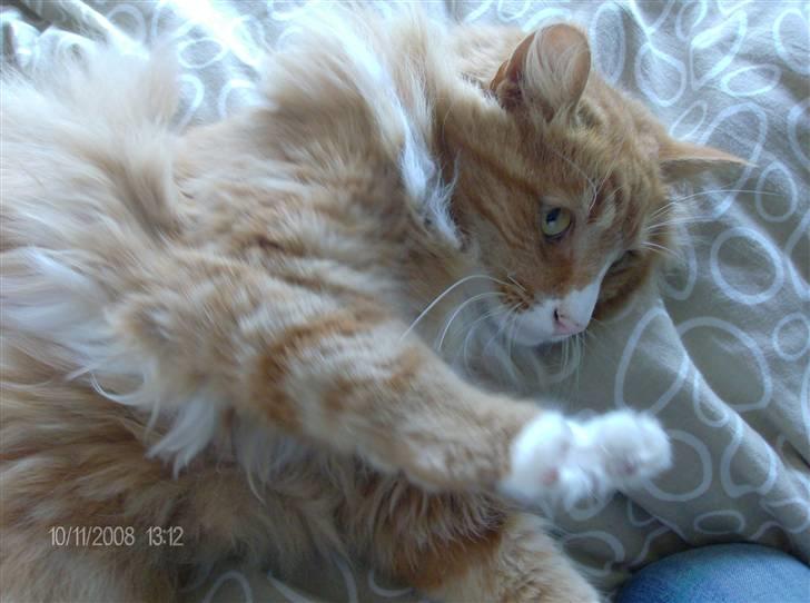 Norsk Skovkat Felix billede 10