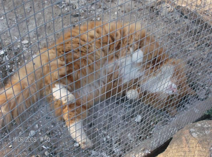 Norsk Skovkat Felix billede 11