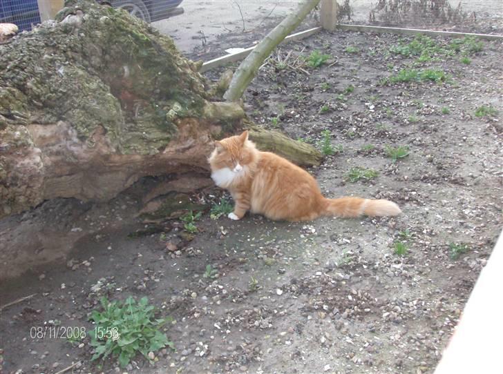 Norsk Skovkat Felix billede 12