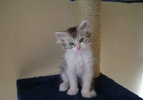 Maine Coon Kila - Hej jeg hedder Kila! billede 1