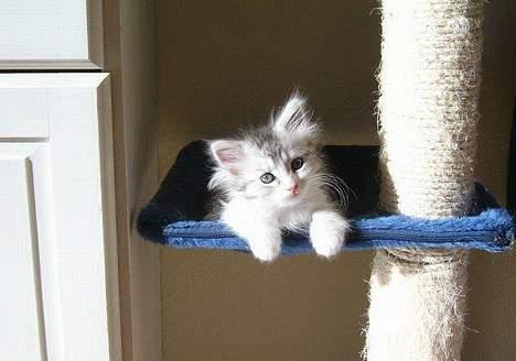 Maine Coon Kila - Ah, her ligger man godt! billede 2