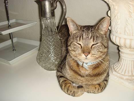 Huskat  * (¯`'PJÆVS'´¯) * billede 17