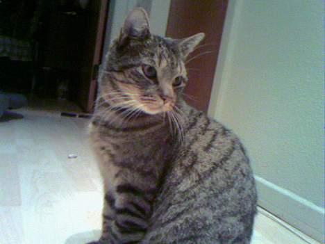 Huskat  * (¯`'PJÆVS'´¯) * billede 18