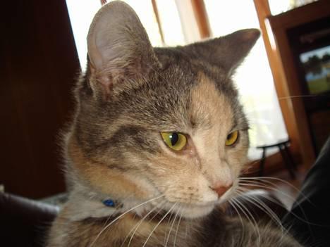 Huskat  * (¯`'RAJA'´¯) * - Raja - ca. 1 år gammel nu. billede 20