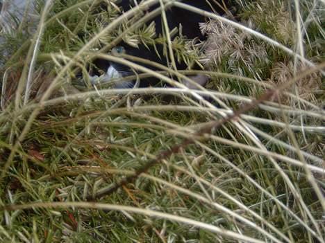 Blanding af racer Emma - Her kan i ikke finde mig! billede 12