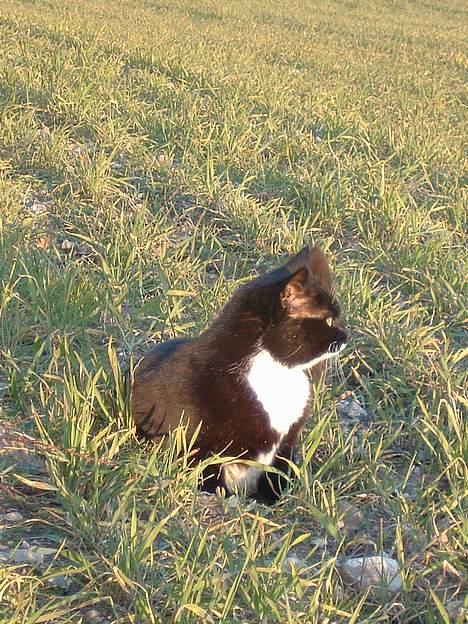 Blanding af racer Emma billede 13