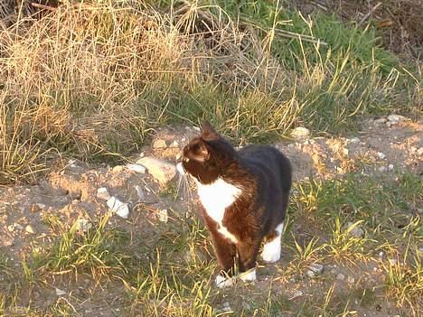 Blanding af racer Emma - og så går vi en lille tur billede 14
