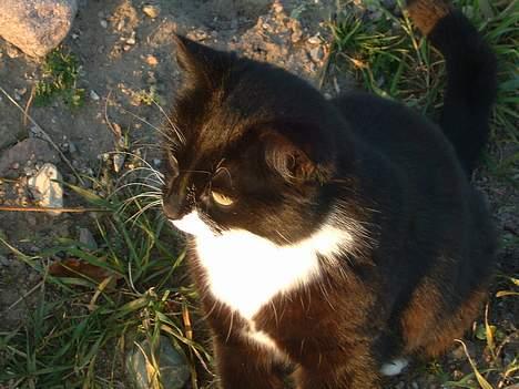 Blanding af racer Emma - meget optaget af solen... uh meget spændende billede 15