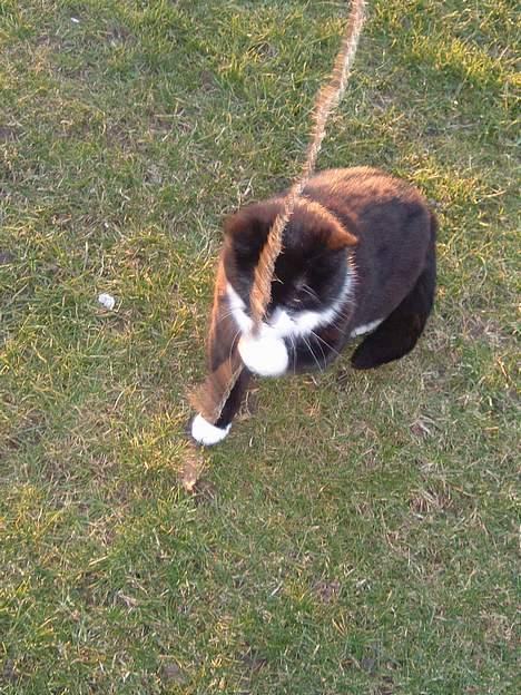 Blanding af racer Emma - jeg fanger dig! billede 16