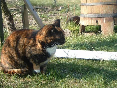 Huskat Mis billede 1