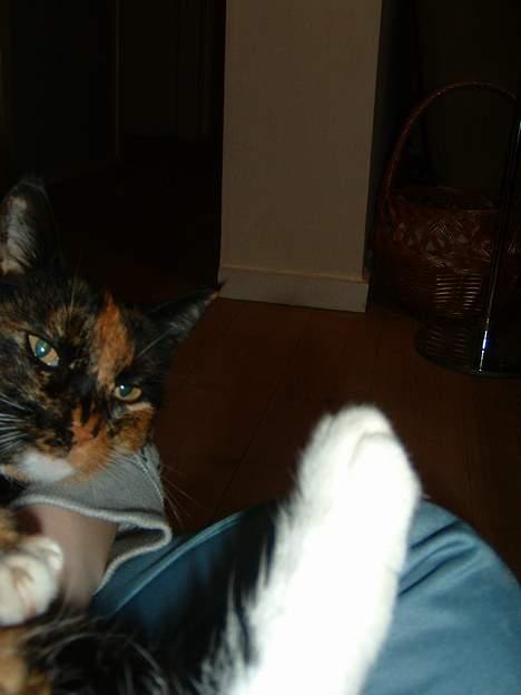 Huskat Mis billede 3