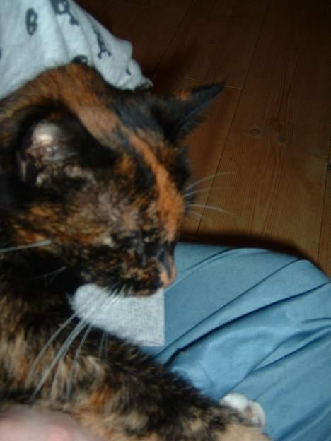 Huskat Mis billede 4