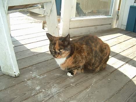 Huskat Mis billede 6