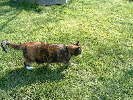 Huskat Mis billede 7