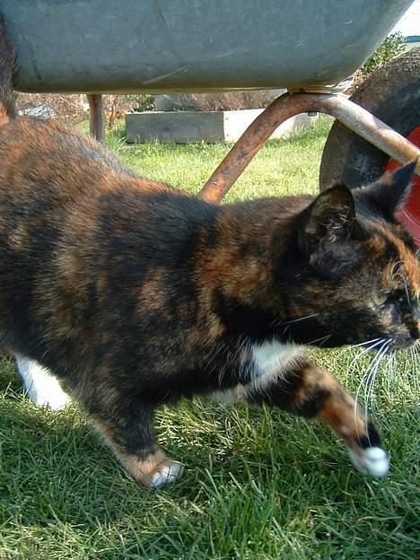 Huskat Mis billede 8