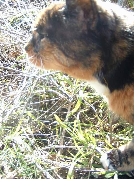 Huskat Mis billede 9