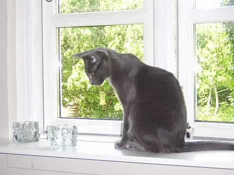 Russian Blue Zelda - Smukke Zelda billede 1