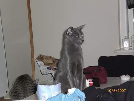 Russian Blue Zelda - <3 billede 2