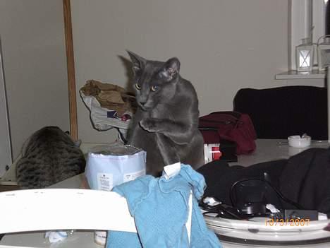 Russian Blue Zelda - "Man skal se fin ud !" billede 3