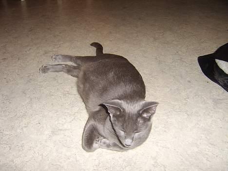 Russian Blue Zelda - Da hun var gravid billede 4