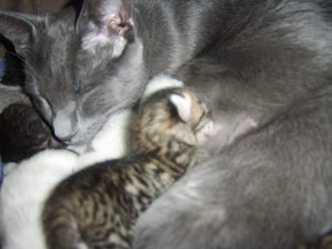 Russian Blue Zelda - Zelda og mislingerne .. Flere billeder kommer billede 5