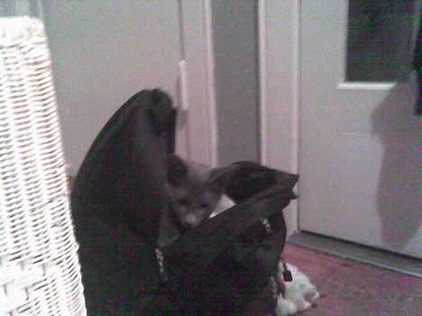 Russian Blue Zelda - Missepigen fandt lige et godt sted at ligge =) ((Taget med mobil)) billede 6