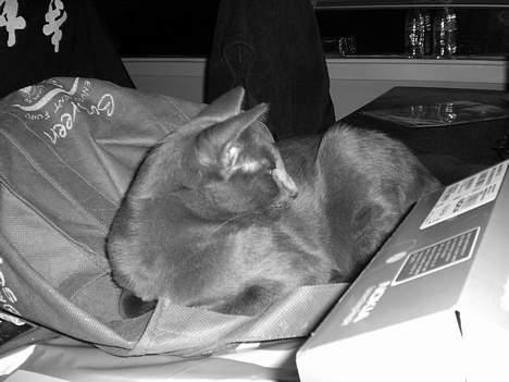 Russian Blue Zelda - Zzz billede 7