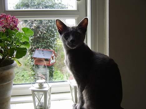 Russian Blue Zelda - Zelda i vinduet d: billede 8