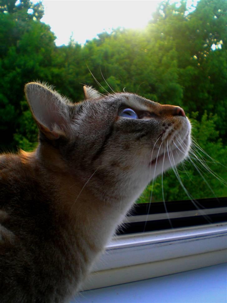 Bengal Mr. Miyagi - Velkommen til Yaggers profil (: Jeg har taget alle billederne, og de må derfor ikke kopieres el. lign. (; billede 1