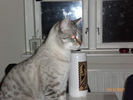 Bengal Mr. Miyagi - Røde øjne Ö billede 2