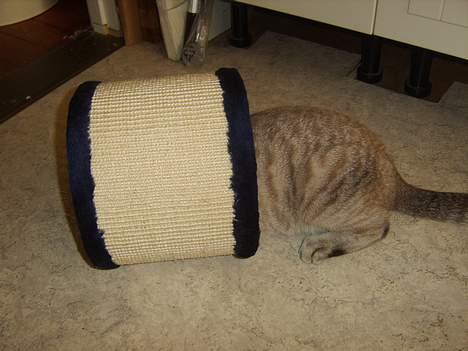 Bengal Mr. Miyagi - Øh..? XD billede 3