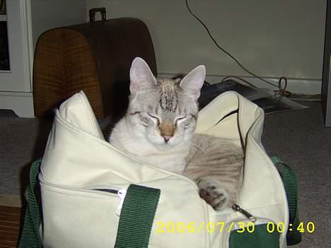 Bengal Mr. Miyagi - Han finder de mærkeligste steder at sove i d: billede 4