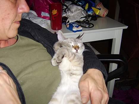 Bengal Mr. Miyagi - Nuurh lille babymis (: billede 5