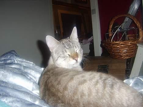 Bengal Mr. Miyagi - Søde Yagger d: billede 6