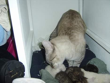 Bengal Mr. Miyagi - Farmand hjælper Mor Zelda med at vaske killingerne XD billede 7