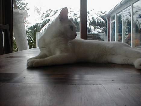 Blanding af racer Oliver ((R.I.P.)) - Smukke Olli <33 billede 1