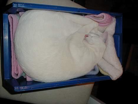 Blanding af racer Oliver ((R.I.P.)) - Han fandt altid de mærkeligste steder at sove i .. billede 2