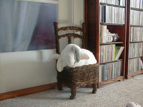 Blanding af racer Oliver ((R.I.P.)) - .. Hvis du forstår ? billede 3