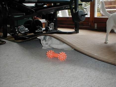 Blanding af racer Oliver ((R.I.P.)) - Han var altså lidt skør, den lille <3 billede 4