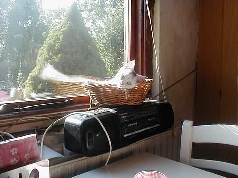 Blanding af racer Oliver ((R.I.P.)) - Olli i hans elskede brødkurv =) billede 5