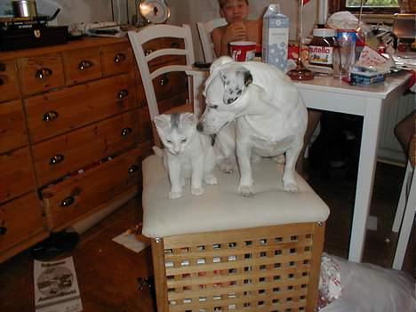 Blanding af racer Oliver ((R.I.P.)) - Oliver og vores hund Buller .. Da vi lige havde fået Oliver billede 6